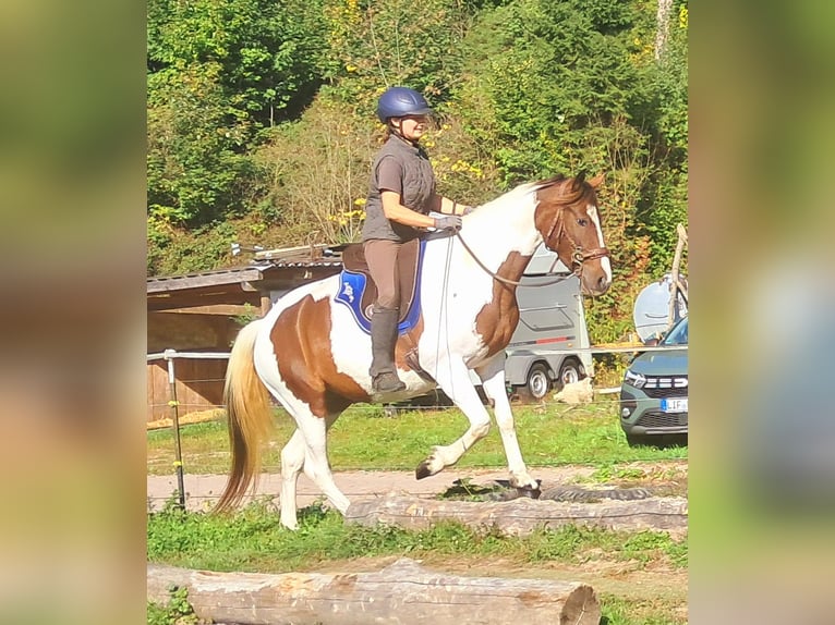 Pintos Mare 4 years 15.1 hh Pinto in Bayerbach