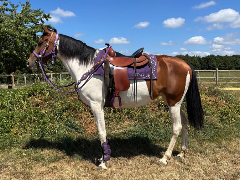 Pintos Mare 4 years 15.1 hh Pinto in Linkenbach