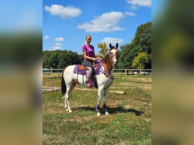 Pintos Mare 4 years 15.1 hh Pinto in Linkenbach