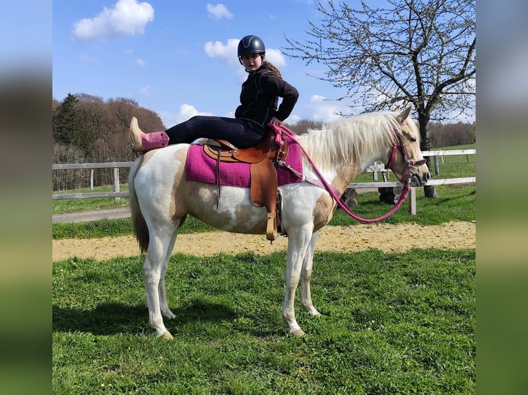 Pintos Mare 4 years 15.1 hh Pinto in Linkenbach