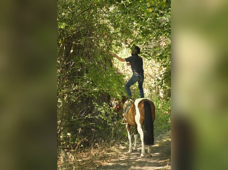 Pintos Mare 4 years 15.1 hh Pinto in Bréhal