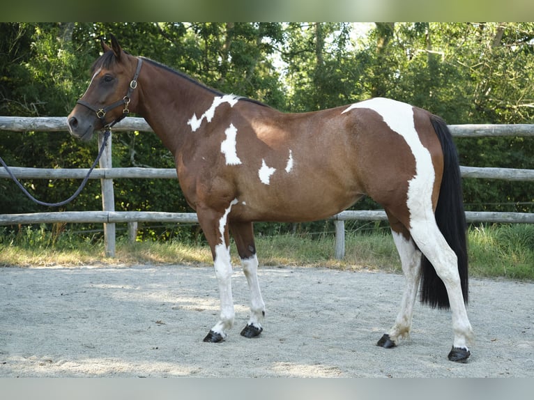 Pintos Mare 4 years 15.1 hh Pinto in Bréhal