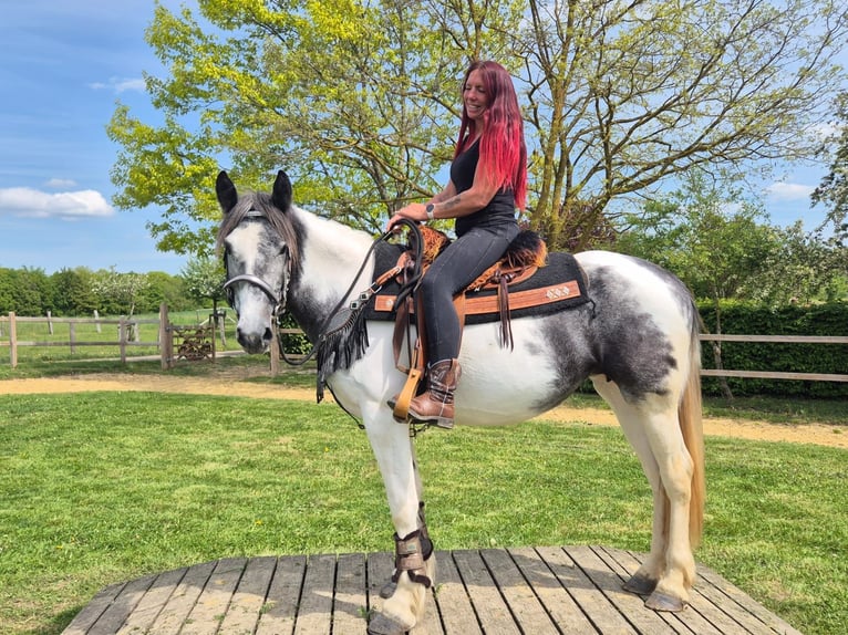 Pintos Mare 4 years 15 hh  in Linkenbach