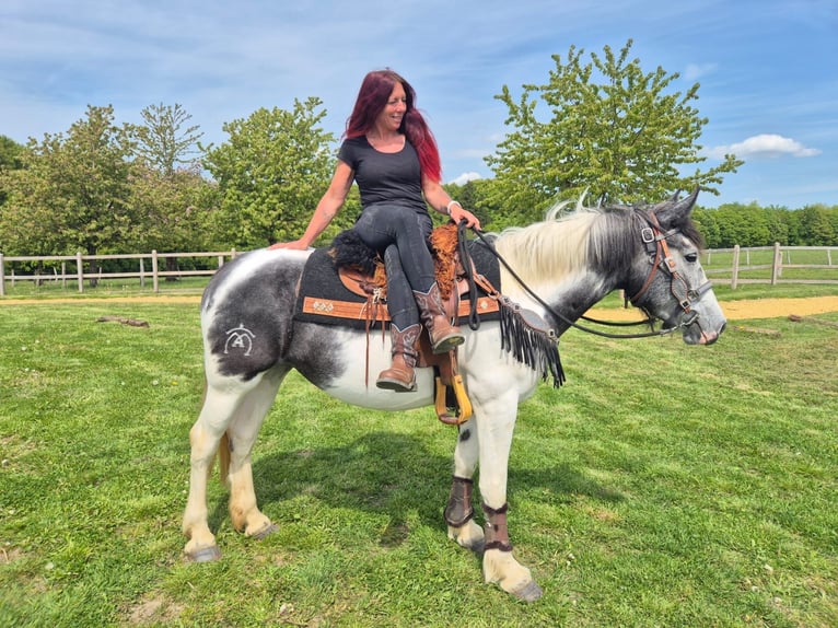 Pintos Mare 4 years 15 hh  in Linkenbach