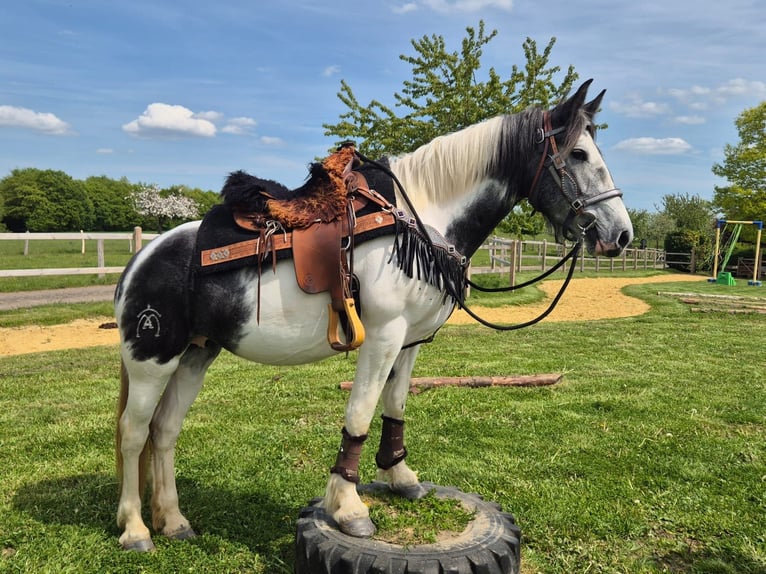 Pintos Mare 4 years 15 hh  in Linkenbach