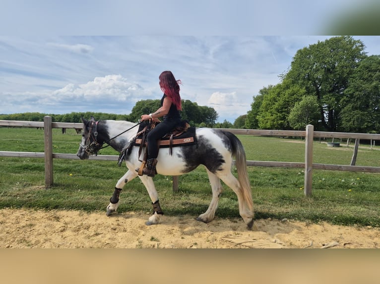 Pintos Mare 4 years 15 hh  in Linkenbach