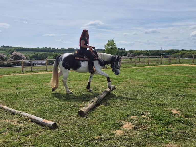 Pintos Mare 4 years 15 hh  in Linkenbach