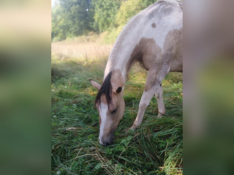 Pintos Mix Mare 4 years 15 hh Pinto in Uslar