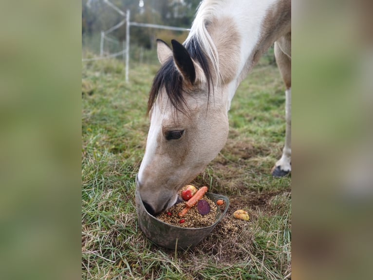 Pintos Mix Mare 4 years 15 hh Pinto in Uslar