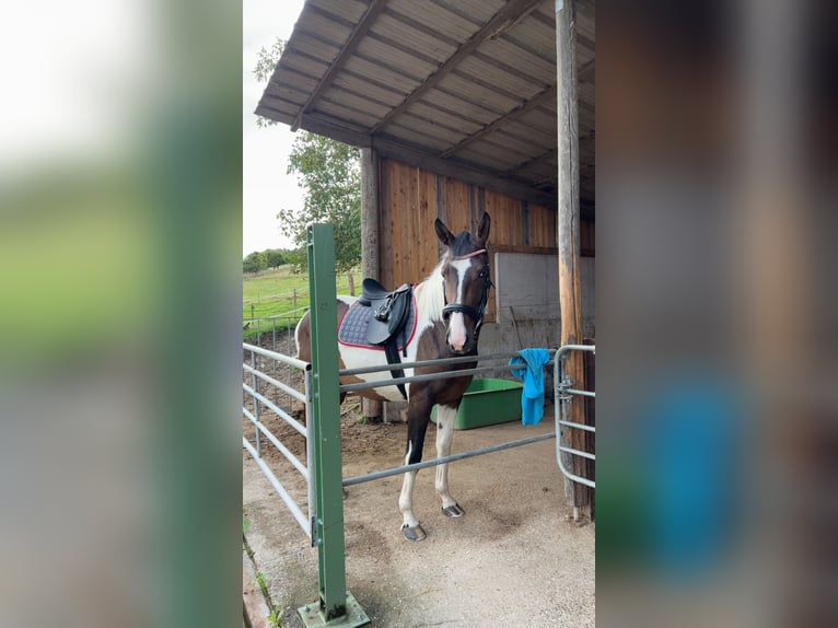 Pintos Mare 4 years 16.1 hh Pinto in Haslach
