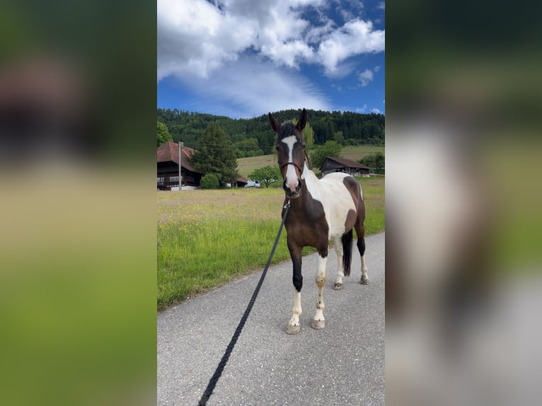 Pintos Mare 4 years 16.1 hh Pinto in Haslach