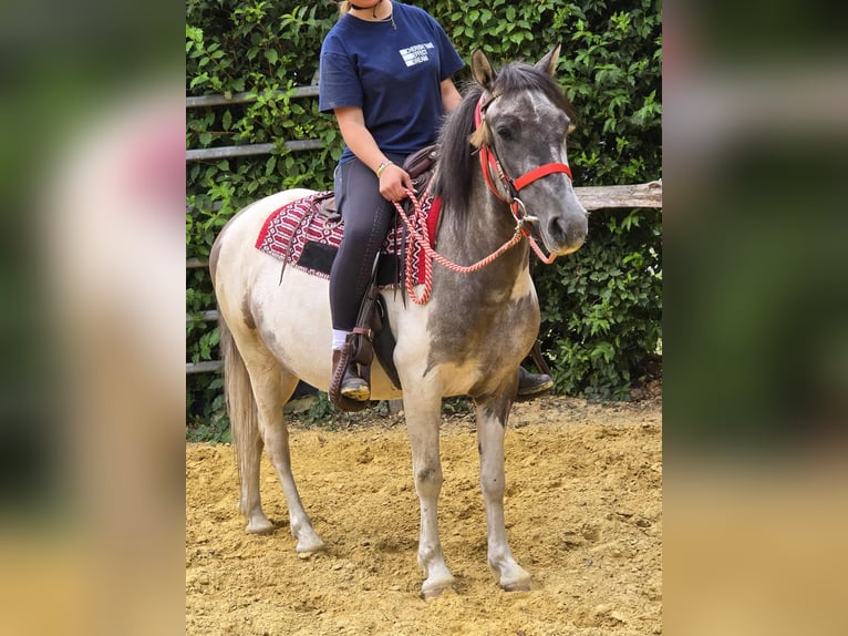 Pintos Mare 5 years 13,1 hh Pinto in Linkenbach