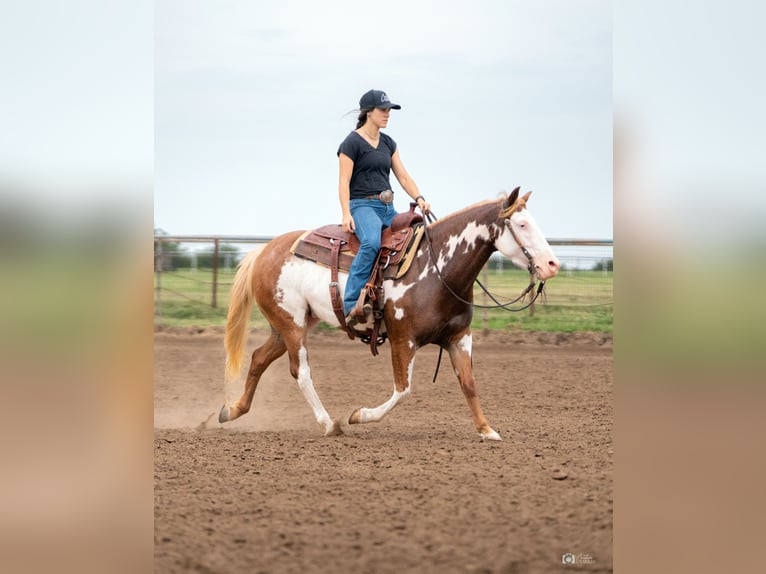 Pintos Mare 5 years 13,2 hh Sorrel in Addison, TX