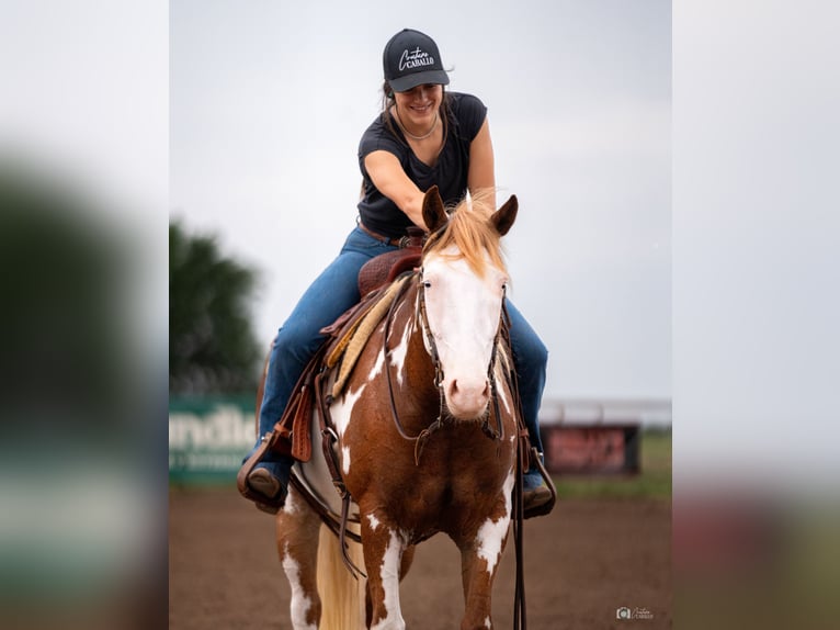 Pintos Mare 5 years 13,2 hh Sorrel in Addison, TX