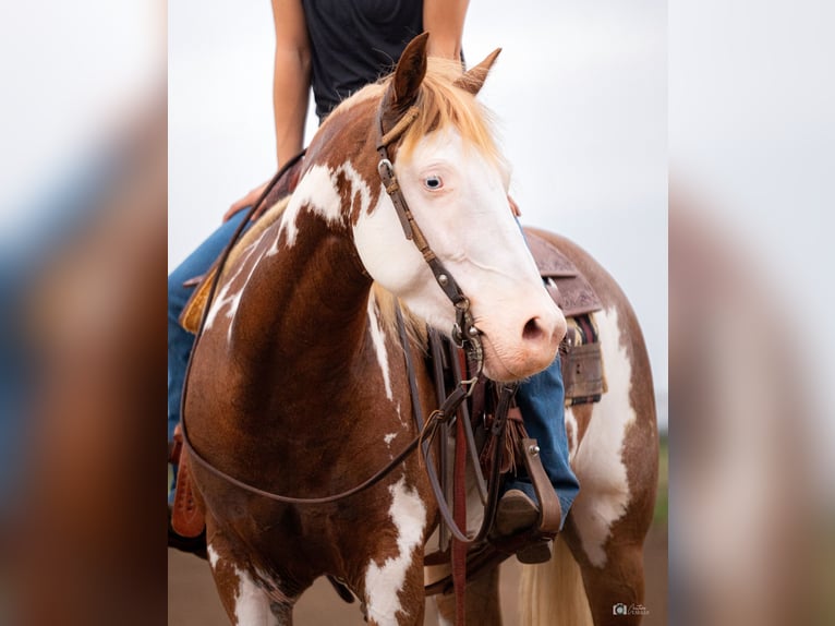 Pintos Mare 5 years 13,2 hh Sorrel in Addison, TX