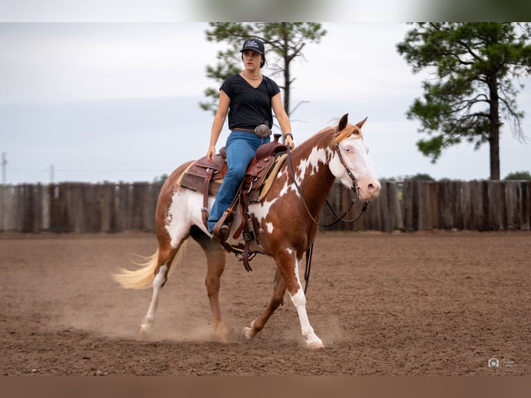 Pintos Mare 5 years 13,2 hh Sorrel in Addison, TX