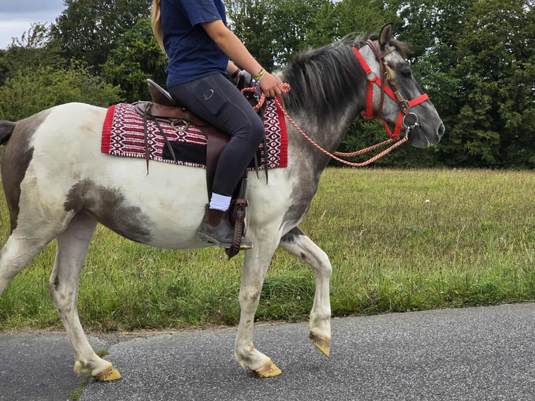 Pintos Mare 5 years 13,1 hh Pinto in Linkenbach