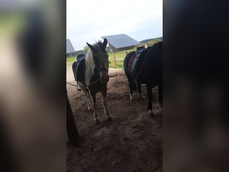 Pintos Mare 5 years 14,2 hh Pinto in Lauterhofen