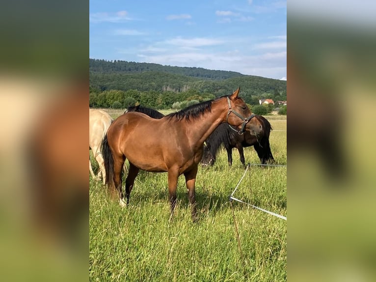 Pintos Mare 5 years 15,1 hh Brown in Schieder-Schwalenberg