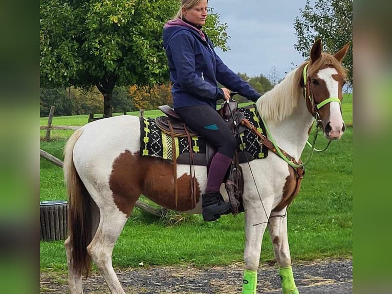 Pintos Mare 5 years 15 hh Pinto in Linkenbach