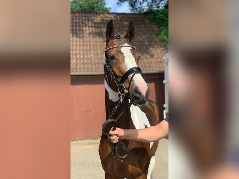 Pintos Mare 5 years 15,2 hh Pinto in Ganderkesee