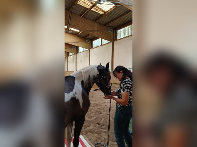 Pintos Mare 6 years 12,2 hh Pinto in Sch&#xF6;nbrunn