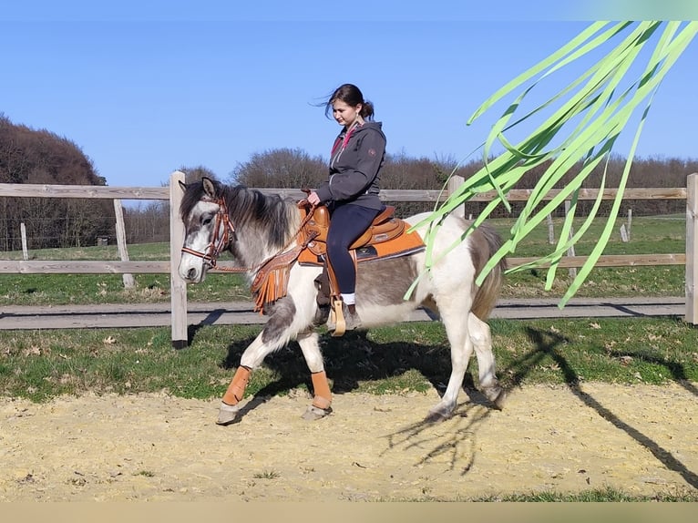 Pintos Mare 6 years 13.1 hh Pinto in Linkenbach