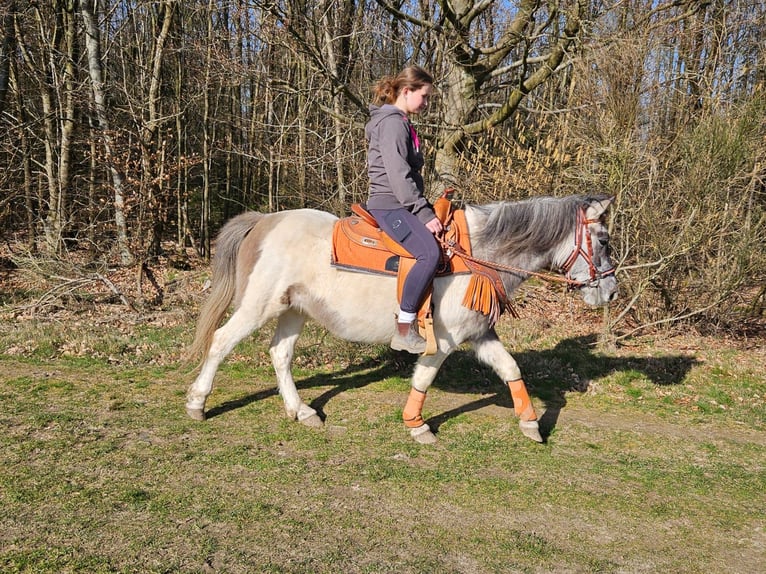 Pintos Mare 6 years 13.1 hh Pinto in Linkenbach