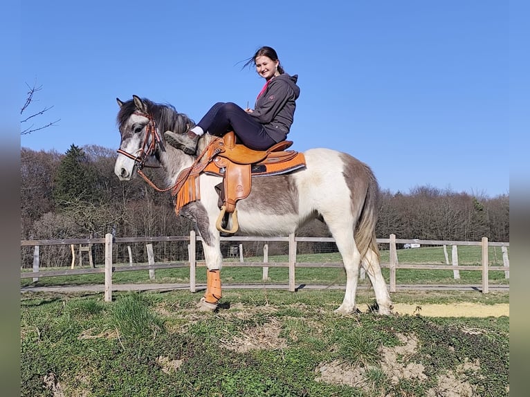 Pintos Mare 6 years 13.1 hh Pinto in Linkenbach
