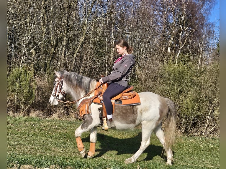 Pintos Mare 6 years 13.1 hh Pinto in Linkenbach