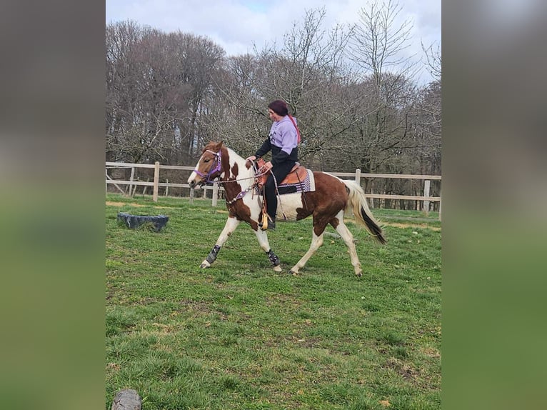 Pintos Mare 6 years 13.2 hh Pinto in Linkenbach