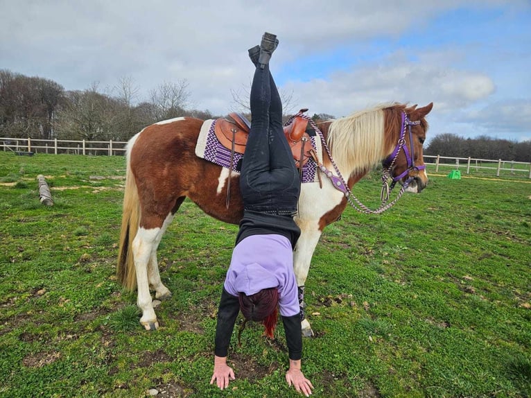 Pintos Mare 6 years 13.2 hh Pinto in Linkenbach