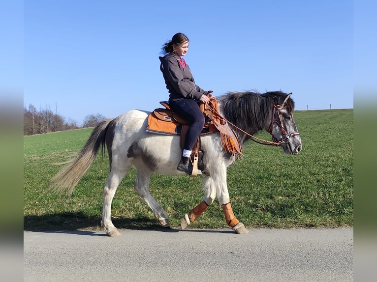 Pintos Mare 6 years 13,1 hh Pinto in Linkenbach