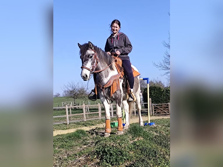 Pintos Mare 6 years 13,1 hh Pinto in Linkenbach