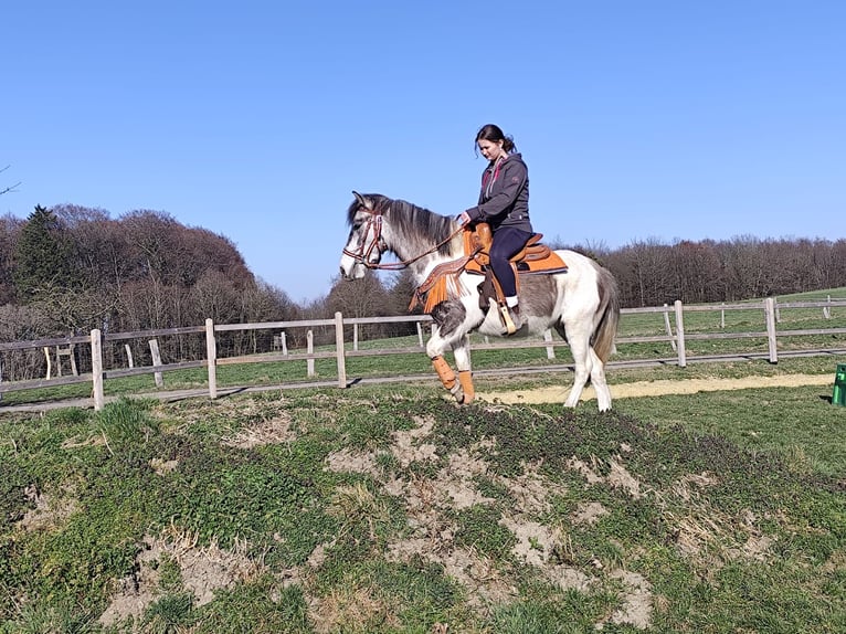 Pintos Mare 6 years 13,1 hh Pinto in Linkenbach