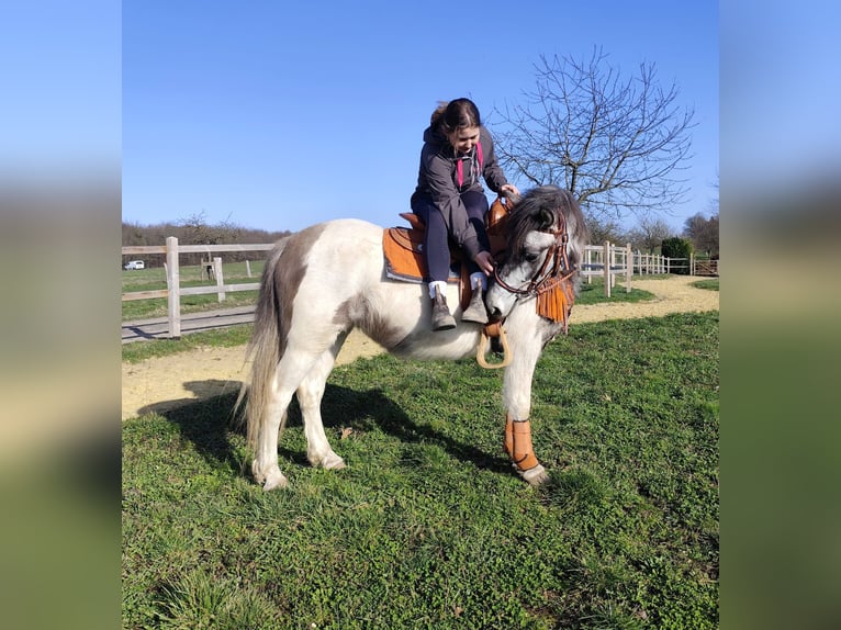 Pintos Mare 6 years 13,1 hh Pinto in Linkenbach