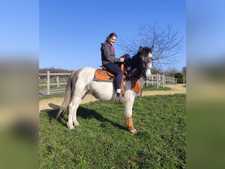 Pintos Mare 6 years 13,1 hh Pinto in Linkenbach