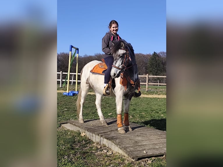 Pintos Mare 6 years 13,1 hh Pinto in Linkenbach