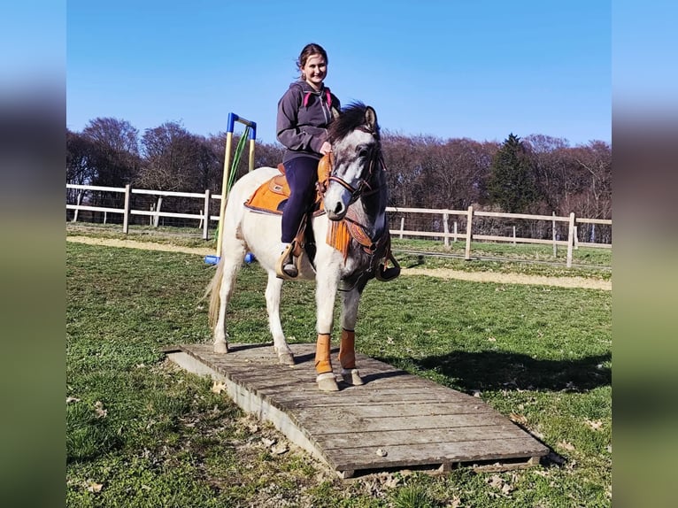 Pintos Mare 6 years 13,1 hh Pinto in Linkenbach