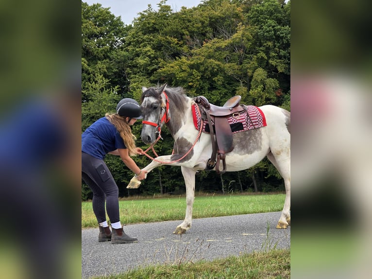 Pintos Mare 6 years 13,1 hh Pinto in Linkenbach