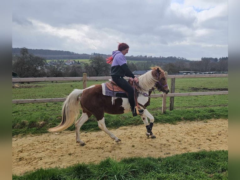 Pintos Mare 6 years 13,2 hh Pinto in Linkenbach
