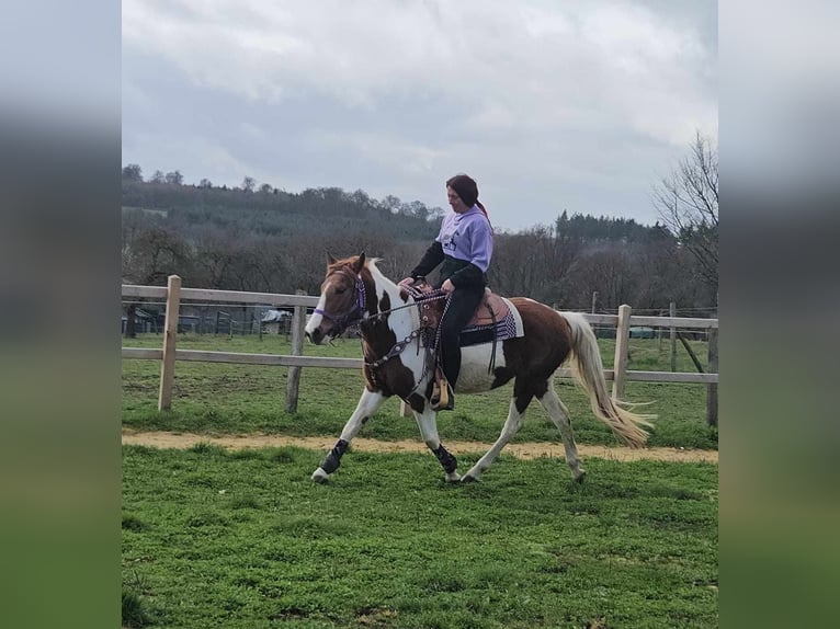 Pintos Mare 6 years 13,2 hh Pinto in Linkenbach
