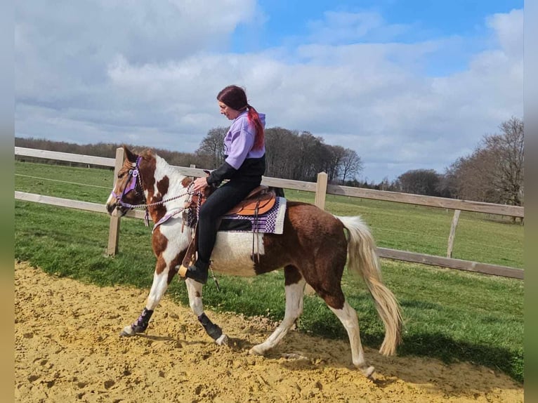 Pintos Mare 6 years 13,2 hh Pinto in Linkenbach