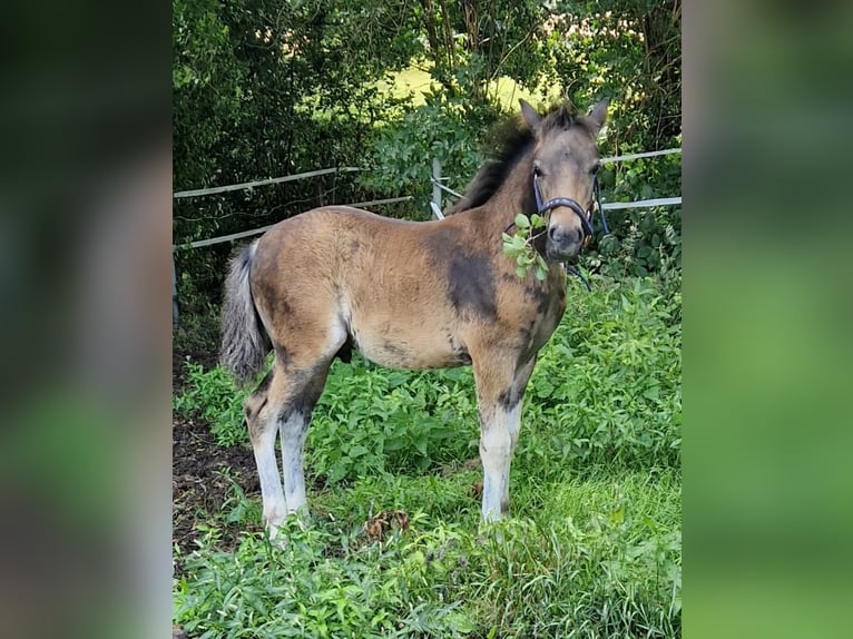 Pintos Mix Mare 6 years 14,1 hh Grullo in Nottuln