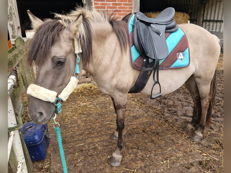 Pintos Mix Mare 6 years 14,1 hh Grullo in Nottuln