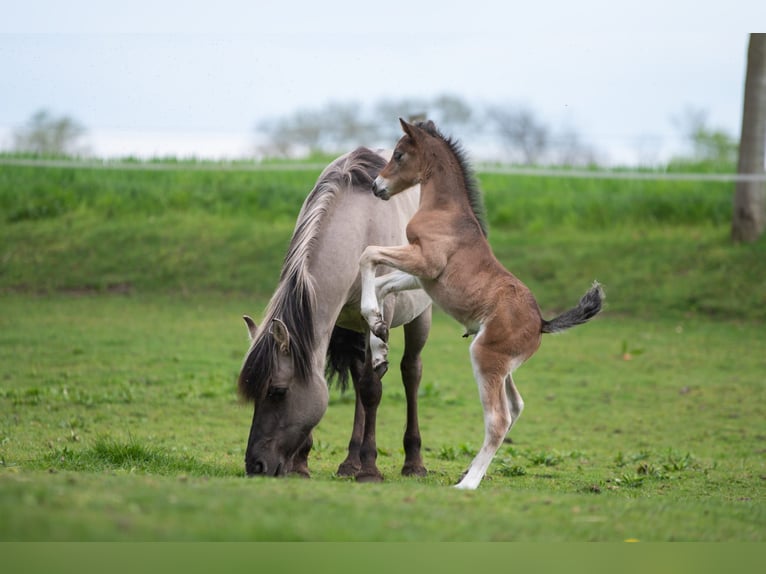 Pintos Mix Mare 6 years 14,1 hh Grullo in Nottuln