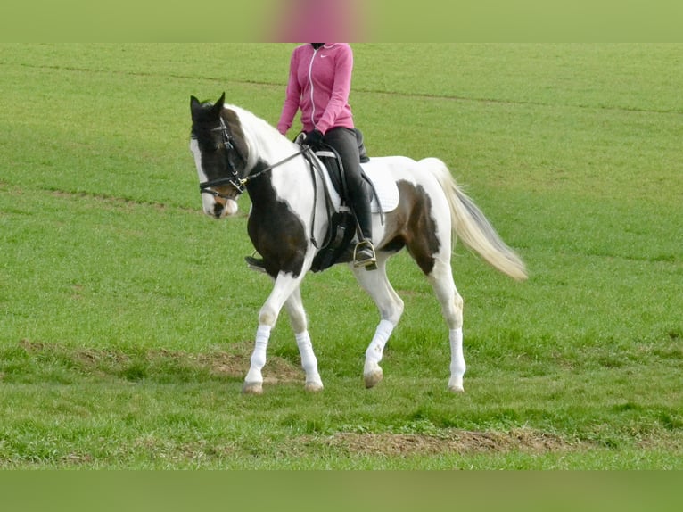 Pintos Mare 6 years 14.2 hh Pinto in Würzburg