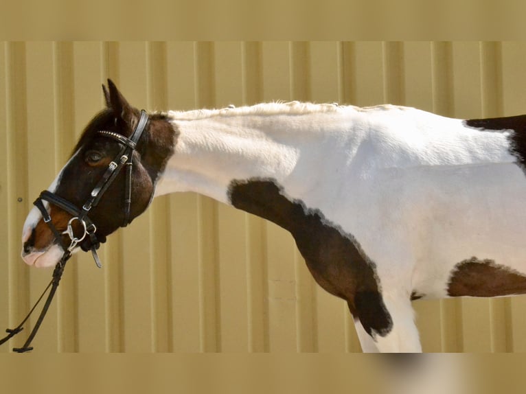 Pintos Mare 6 years 14.2 hh Pinto in Würzburg
