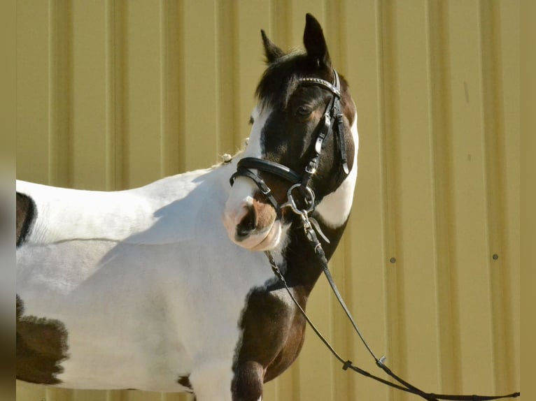 Pintos Mare 6 years 14.2 hh Pinto in Würzburg