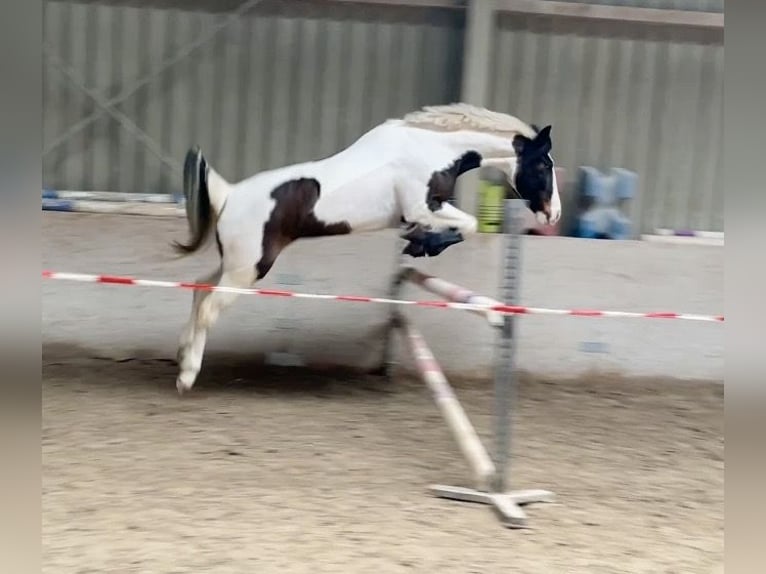 Pintos Mare 6 years 14.2 hh Pinto in Würzburg